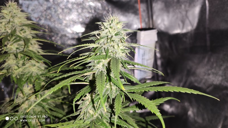 Lemonchello Haze3.jpg