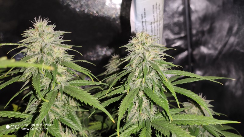Lemonchello Haze4.jpg
