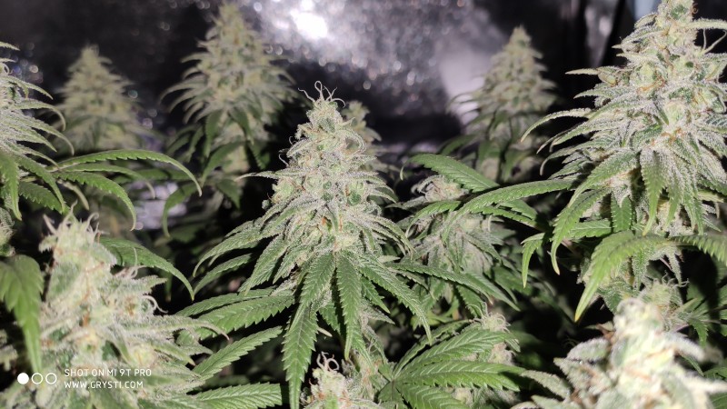 Maui Wowie3.jpg