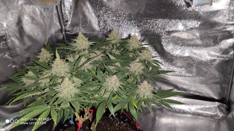 Strawberry Banana Grape2.jpg