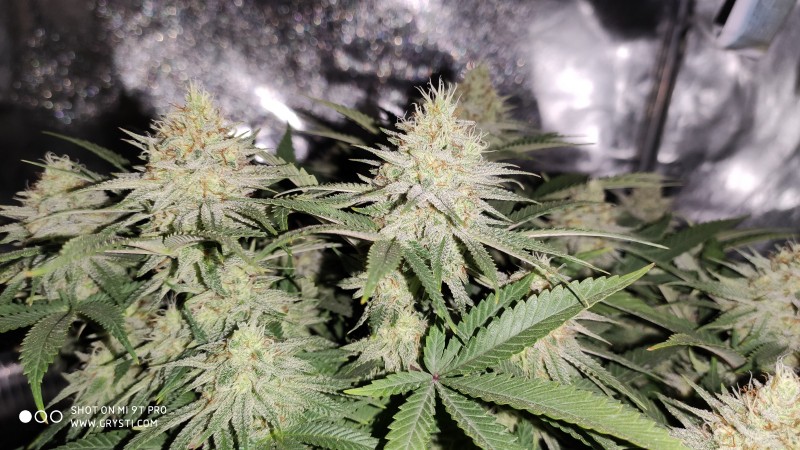 Strawberry Banana Grape4.jpg