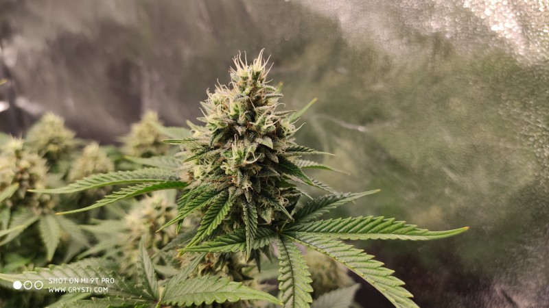 Afghan3.jpg