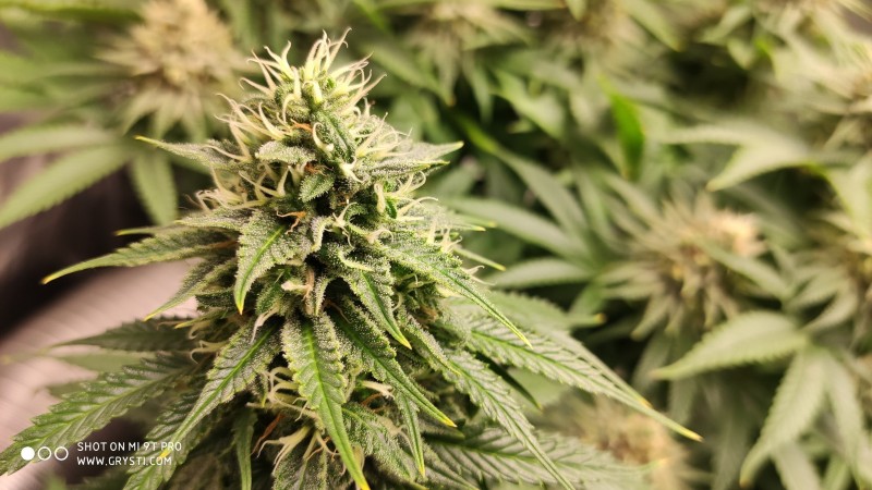 Lemonchello Haze3.jpg