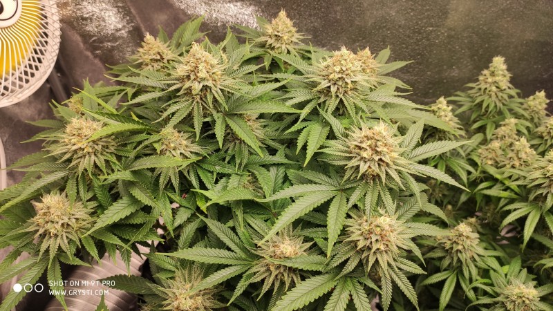 Strawberry Banana Grape.jpg