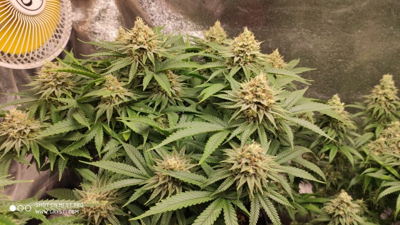 Strawberry Banana Grape2.jpg
