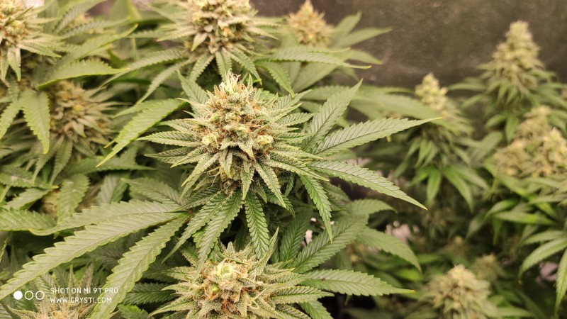 Strawberry Banana Grape3.jpg
