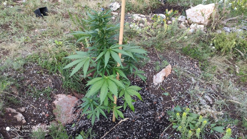 Auto Blue Amnesia 2`s_1.jpg