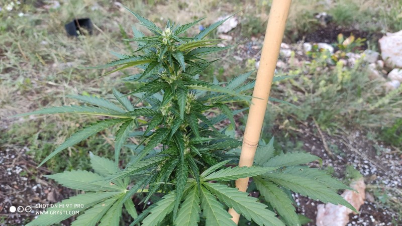Auto Blue Amnesia 2`s_2.jpg