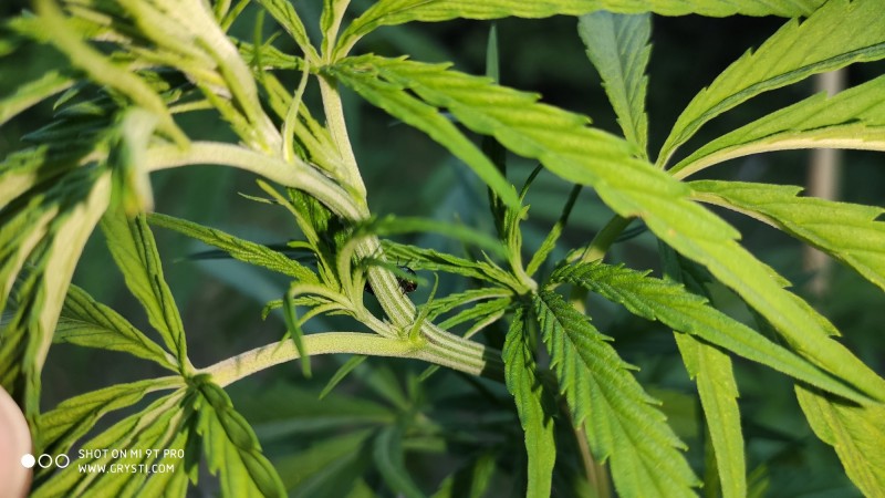 Lemonchelo Haze2.jpg