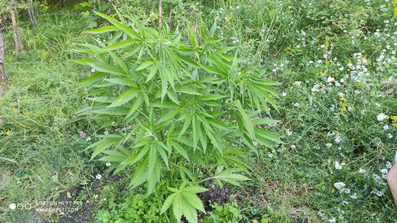 The White OG.jpg