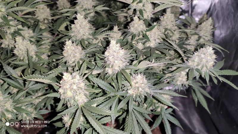 Afghan.jpg