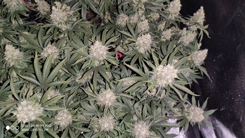 Afghan2.jpg