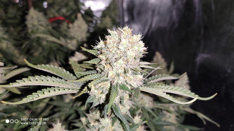 Afghan3.jpg