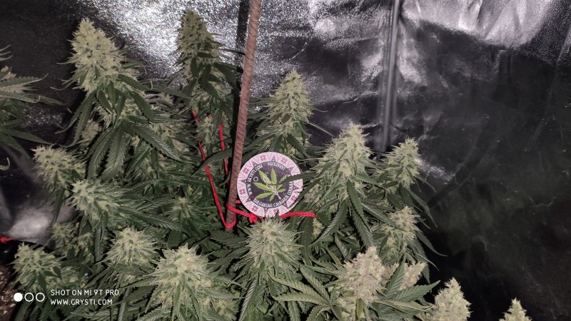 Lemonchello Haze2.jpg