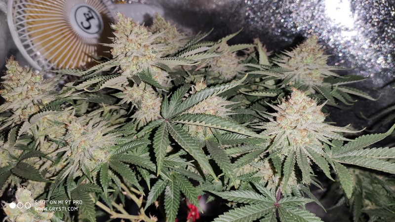 Strawberry Banana Grape.jpg
