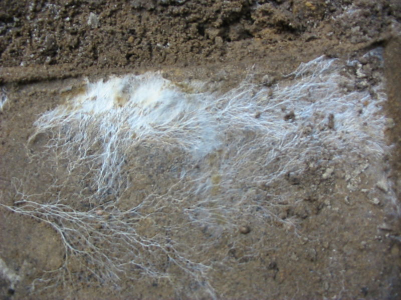 Mushroom's_roots_(mycélium)-min.jpg