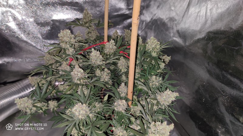 Afghan3.jpg