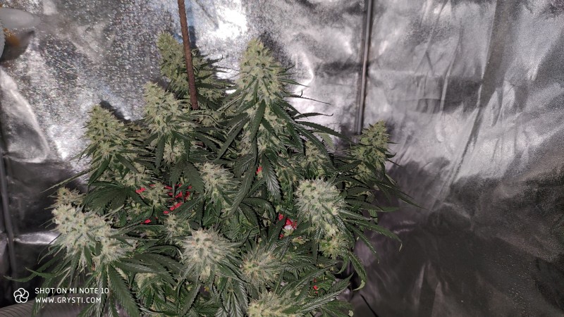 Lemonchello Haze.jpg