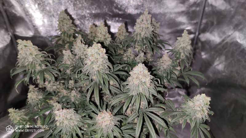 Maui Wowie2.jpg