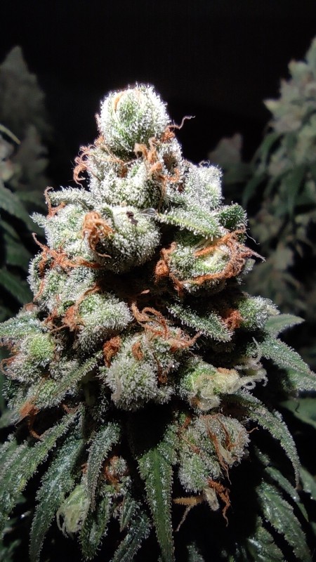 Maui Wowie4.jpg