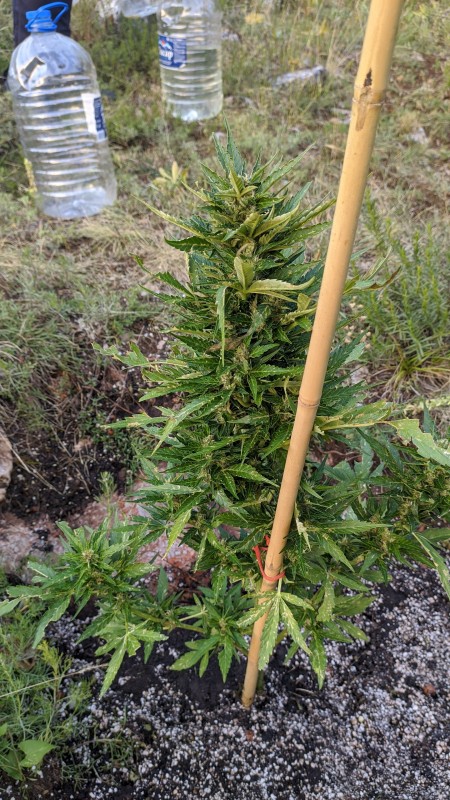 Auto Blue Amnesia.jpg