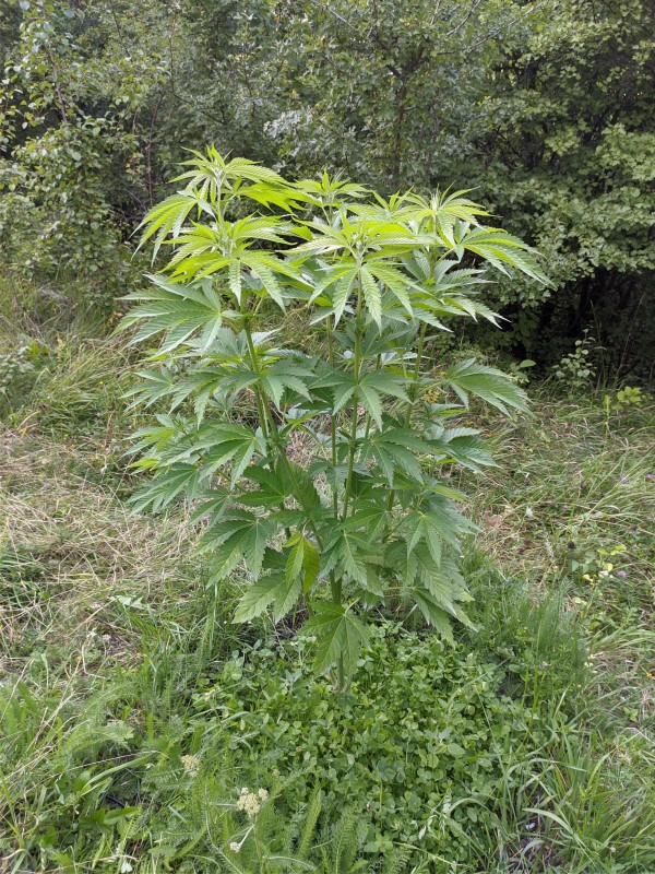 Bubba Kush.jpg