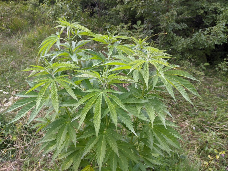 Bubba Kush2.jpg