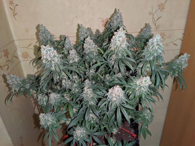 Maui Wowie.jpg
