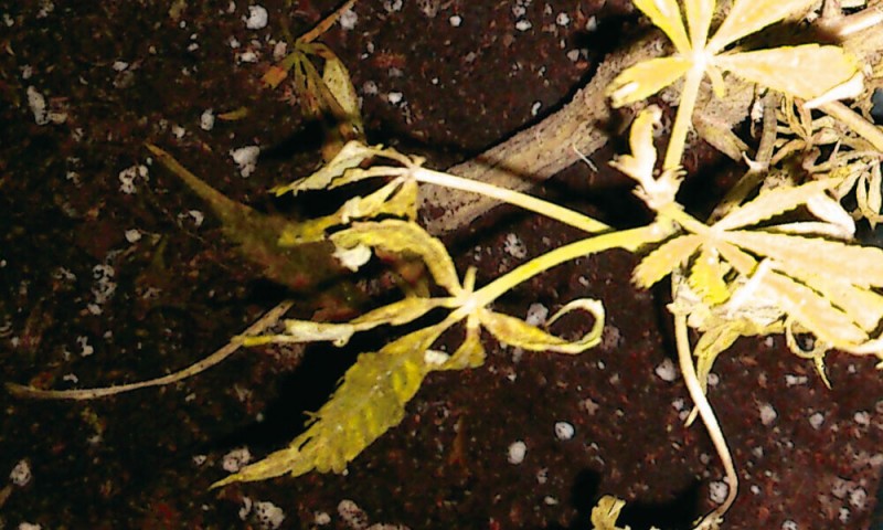 PODREDUMBRE-RADICULAR.jpg