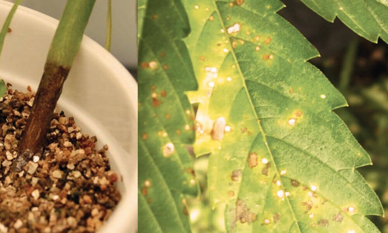 PYTHIUM-1.jpg