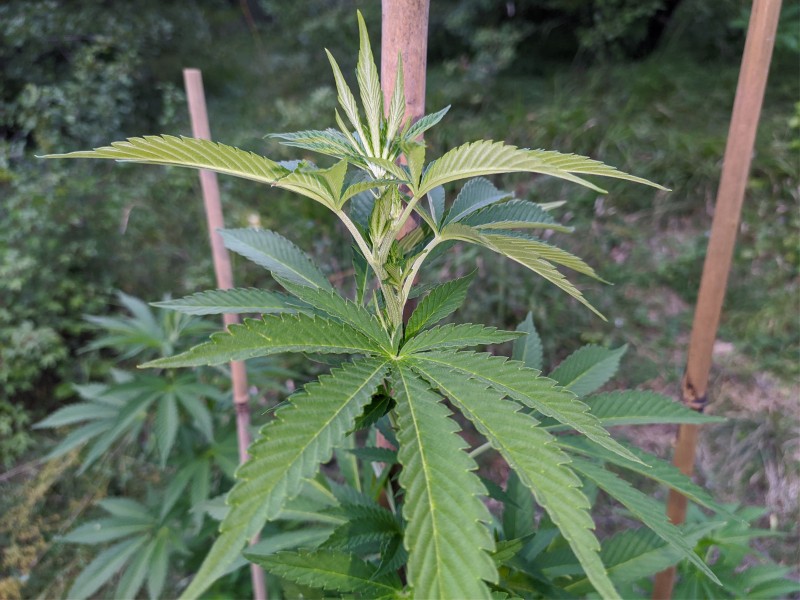 Black Sugar3.jpg