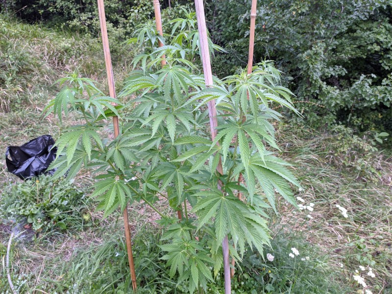 Bubba Kush2.jpg