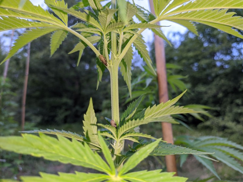 Bubba Kush3.jpg