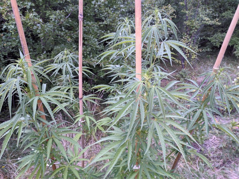 Critical Purple Kush2.jpg