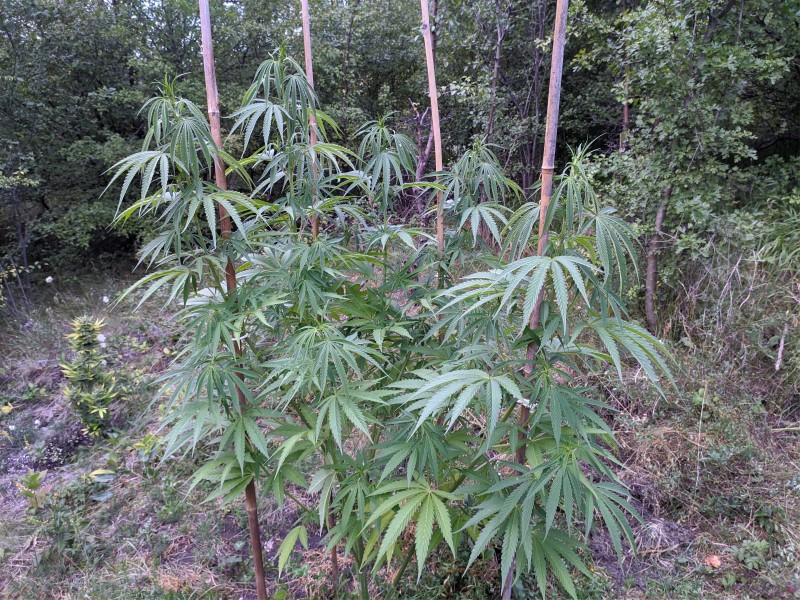 The White OG2.jpg