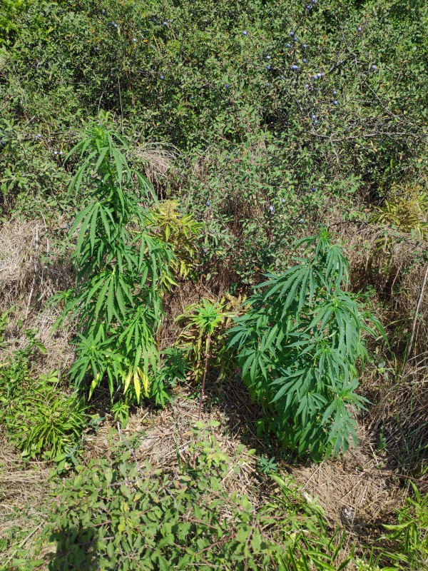 IMG_20200815_144441-min.jpg (2.12 MiB) Преглеждано 2016 пъти White Widow, White OG дясно. Само месец по-малки от най-големите