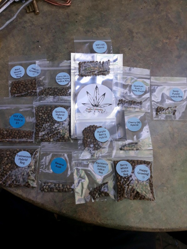 Sofia Canna Seeds