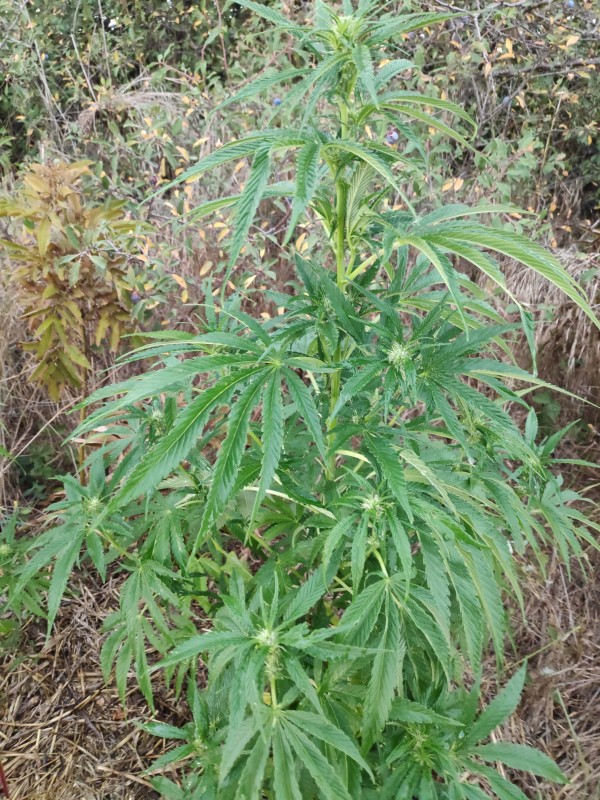 White OG, към 110см, дето го огриза една овца, а не заек както мислех