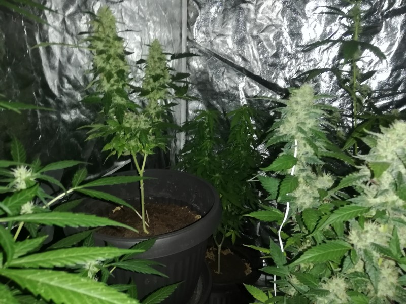 В дясно и в ляво са двете с напреднал цъфтеж другото е най отвътере