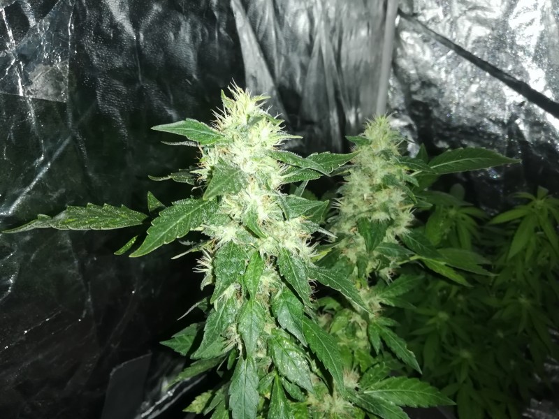 Растението горе в ляво