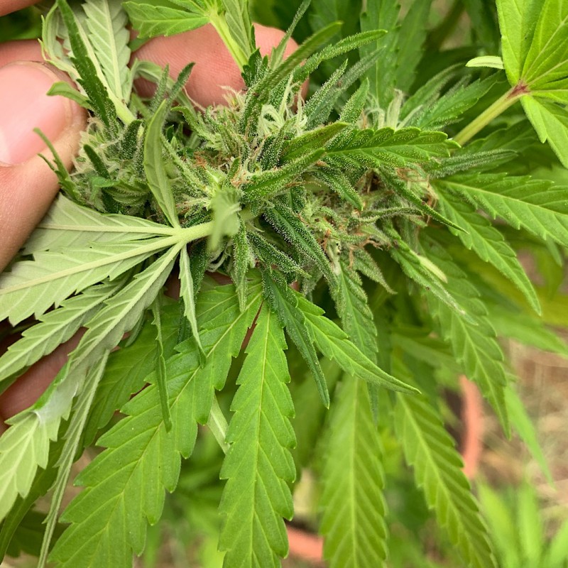 055AA8F6-BE33-44C7-A44E-BB9DAB76DB2D.jpeg