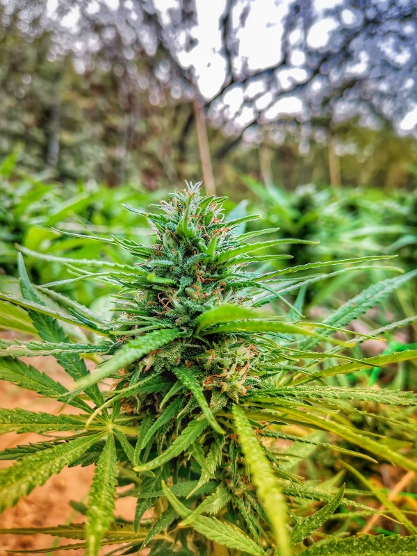 Royal Domina - 8 седмица цъфтеж.