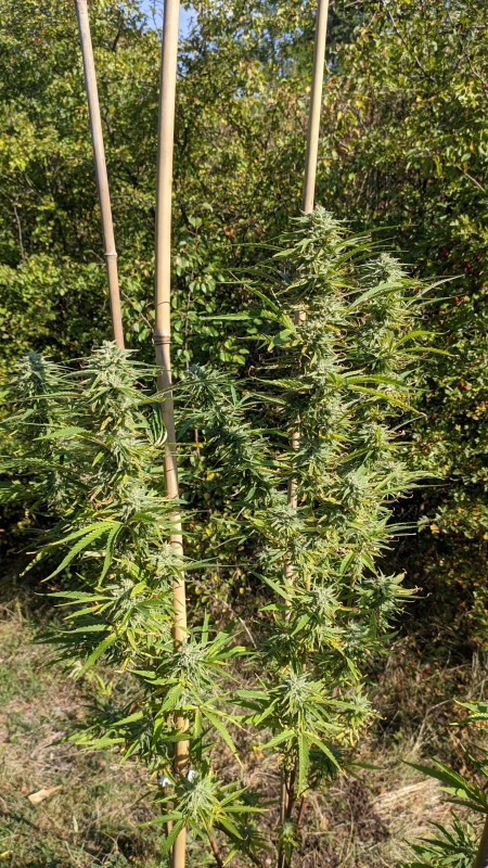 Critical Purple Kush2.jpg