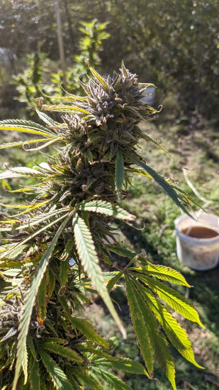 Critical Purple Kush2.jpg