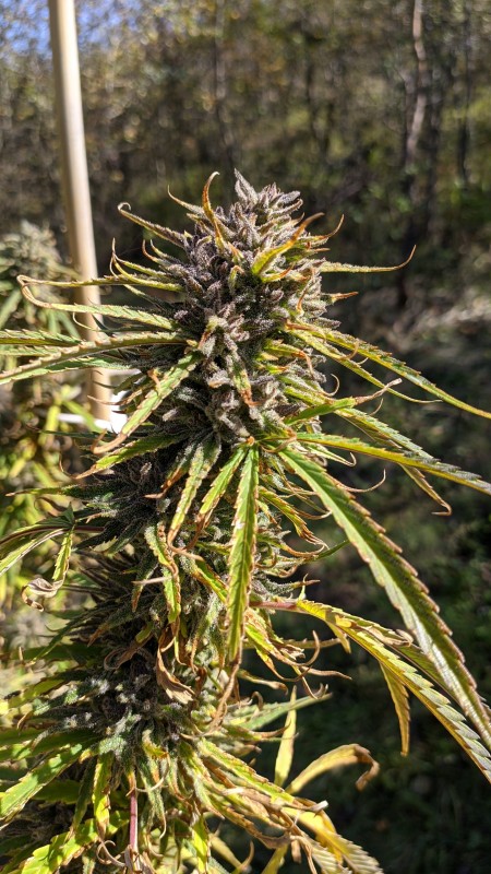 Critical Purple Kush3.jpg