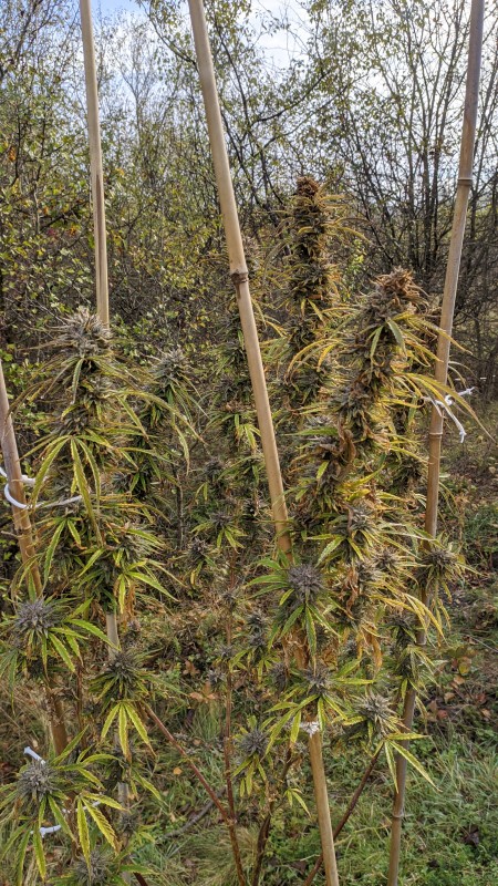 Critical Purple Kush.jpg