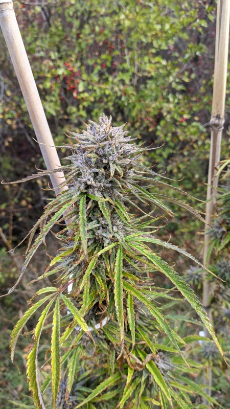 Critical Purple Kush2.jpg