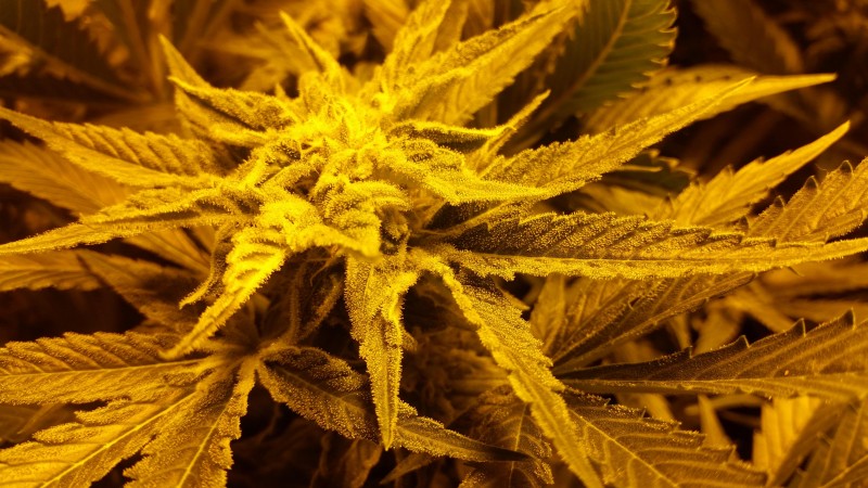 2.jpg (1.13 MiB) Преглеждано 2599 пъти GirlScoutCookie CaliConnection