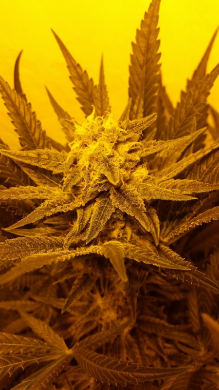 3.jpg (1.29 MiB) Преглеждано 2599 пъти GreenPoison Sweet Seeds