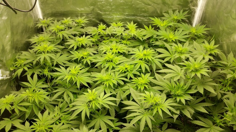 Растежа за последните по малко от 48 часа е съществен - 5-10 см стреч и заякнаха  доста върховете. Но за жалост това се отразява на часта от китките 30 см надоло от добре огрятата част - и там стреч ама не от хубавия.